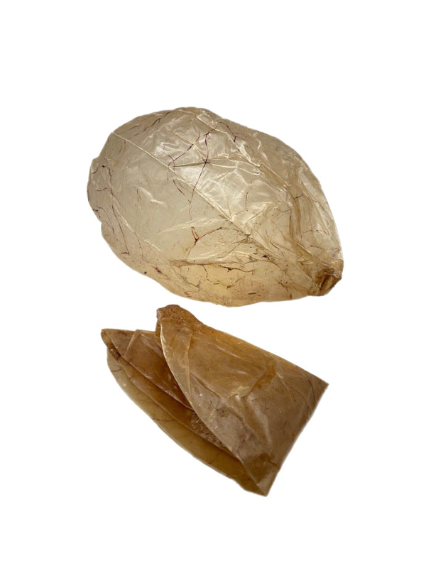 Kälberblase